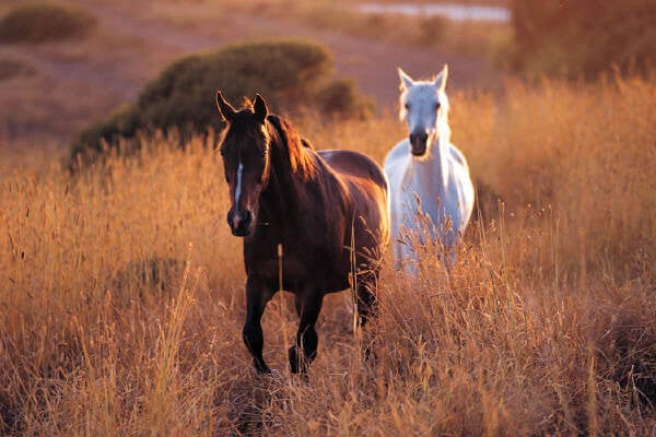 SONHAR COM CAVALO: QUAL É O SIGNIFICADO DESSE SONHO? - News Rondônia