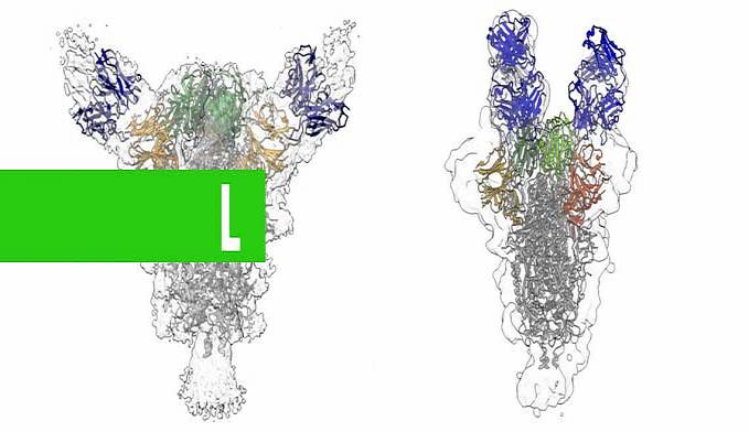Cientistas identificam mais anticorpos capazes de neutralizar o vírus da Covid-19 - News Rondônia