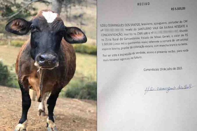 Santuário compra vaca grávida que fugiu do abatedouro e ela ganha nome - News Rondônia