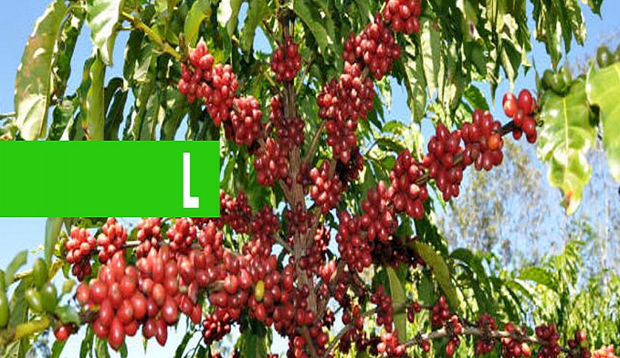 DEBATE SOBRE AVANÇOS DO CAFÉ PRETENDE MELHORES CONDIÇÕES E PRODUÇÃO COM SUSTENTABILIDADE - News Rondônia