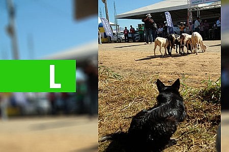 7ª RONDÔNIA RURAL SHOW RECEBE PELA PRIMEIRA VEZ DEMONSTRAÇÃO DE PASTOREIO COM APLICABILIDADE NO REBANHO BOVINO E OVINO - News Rondônia