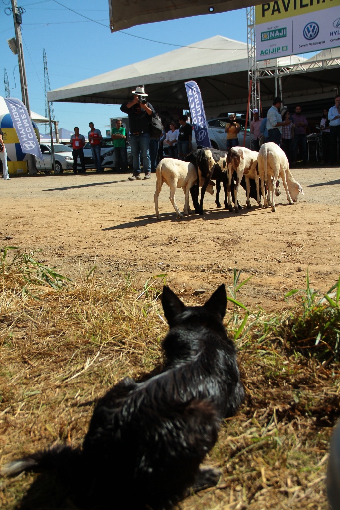 7ª RONDÔNIA RURAL SHOW RECEBE PELA PRIMEIRA VEZ DEMONSTRAÇÃO DE PASTOREIO COM APLICABILIDADE NO REBANHO BOVINO E OVINO - News Rondônia