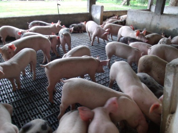 CRIADORES DE SUÍNOS, OVINOS E CAPRINOS DEVEM CADASTRAR REBANHOS NA IDARON A PARTIR DE AGOSTO - News Rondônia