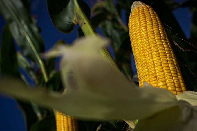 Estimativa da safra de grãos cai 1,2%, para 254 milhões de toneladas - News Rondônia