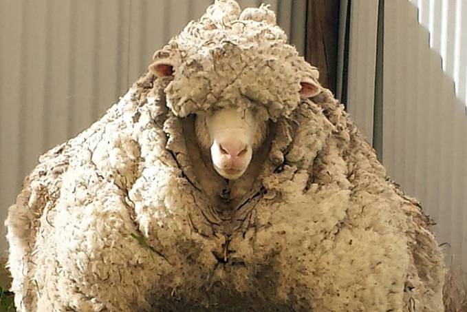 Ovelha encontrada em floresta na Austrália produz mais de 35 kg de lã ao ser tosquiada - News Rondônia