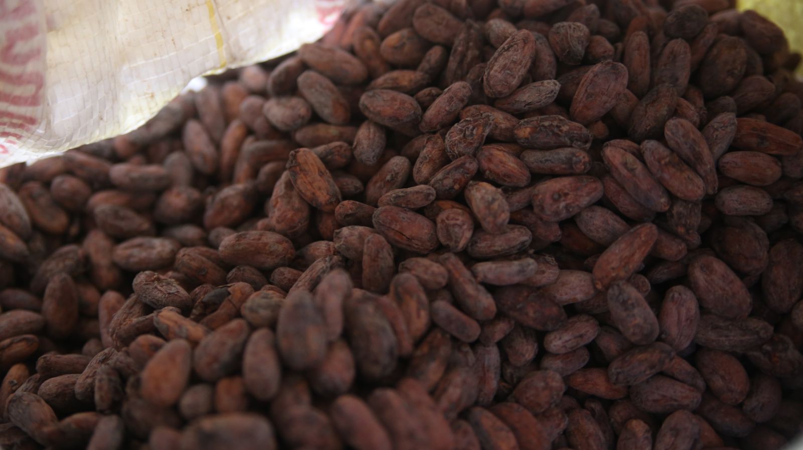 EMPRESA DE CHOCOLATE ARTESANAL MOVIMENTA O CENÁRIO AGRÍCOLA NA REGIÃO DO VALE DO JAMARI - News Rondônia