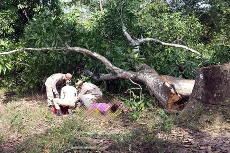 DERRUBADA - Trabalhador morre esmagado por árvore - News Rondônia
