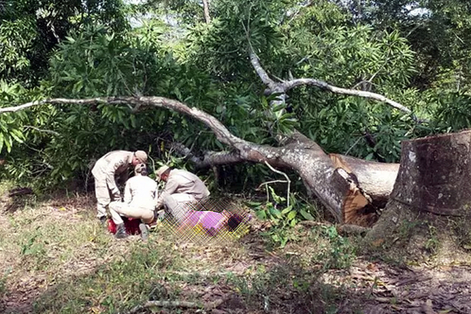 DERRUBADA - Trabalhador morre esmagado por árvore - News Rondônia