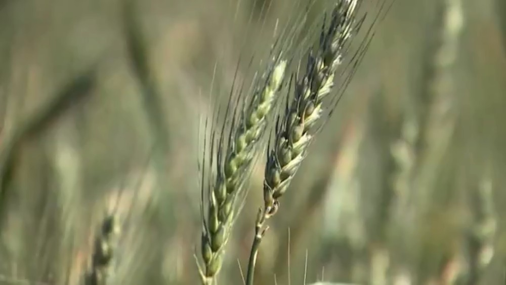 Alto custo do milho faz Brasil olhar para trigo como substituto na ração animal - News Rondônia