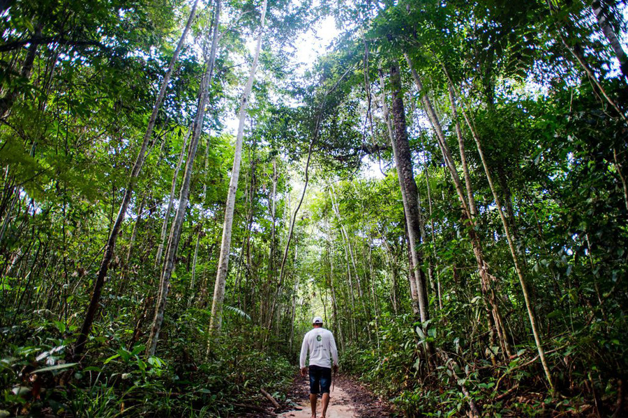 Ibama define combate ao desmatamento na Amazônia como prioridade - News Rondônia