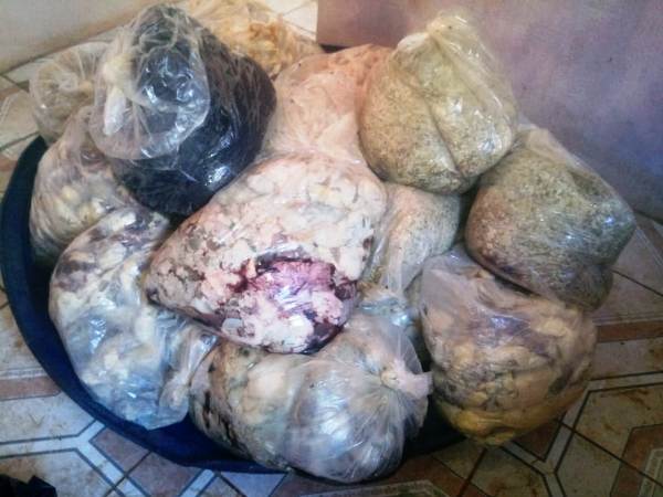 POLÍCIA CIVIL E SEMAGRIC FECHAM FÁBRICA CLANDESTINA DE PRODUÇÃO DE CHARQUE - News Rondônia