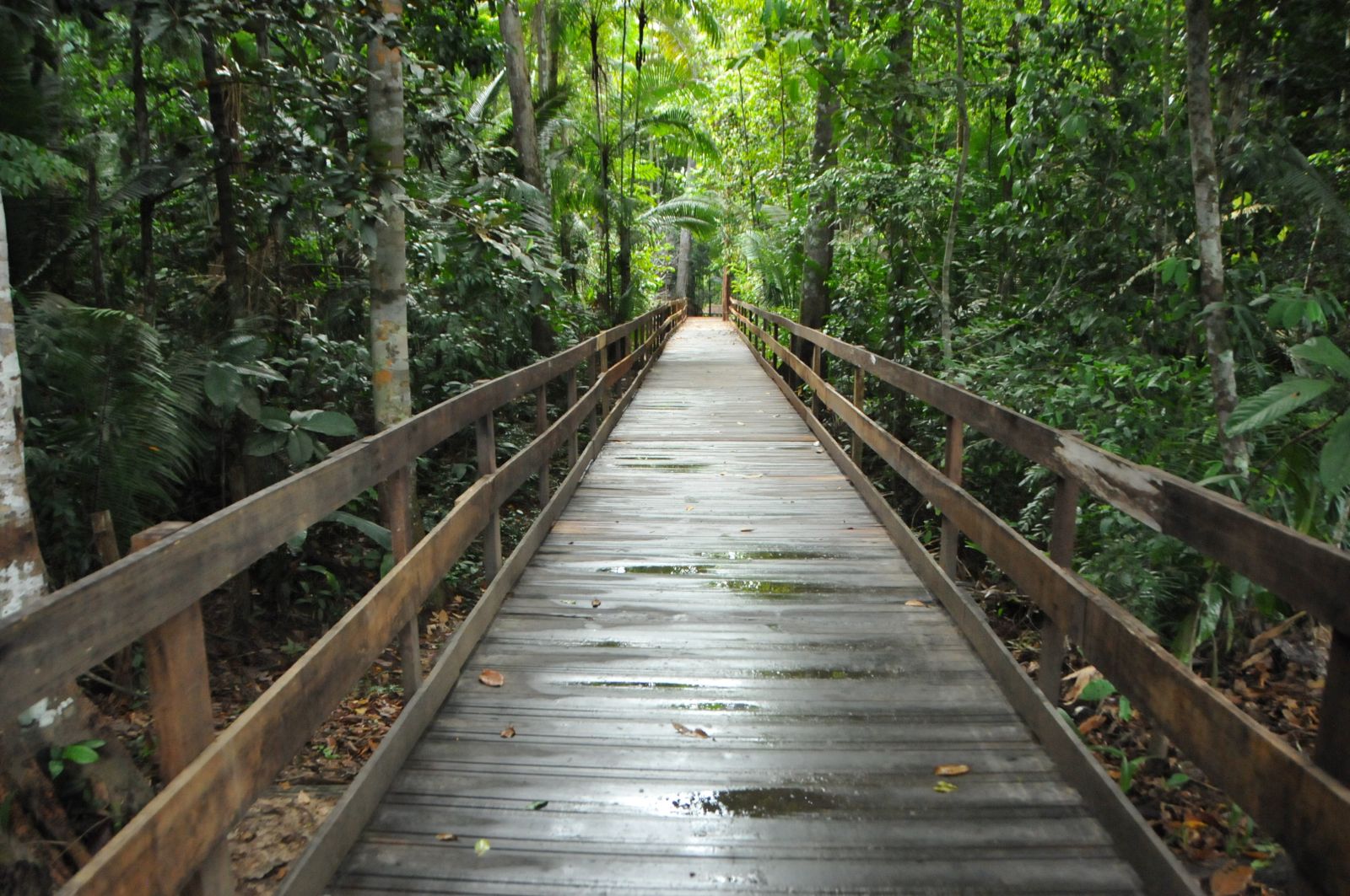 PORTO VELHO: PARQUE NATURAL OFERECE TRILHAS DURANTE O FERIADO - News Rondônia