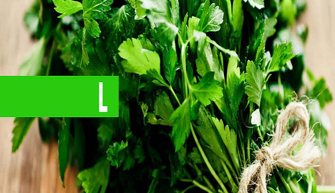 CINCO BENEFÍCIOS DA SALSA E TODAS AS PROPRIEDADES DESTE ALIMENTO - News Rondônia