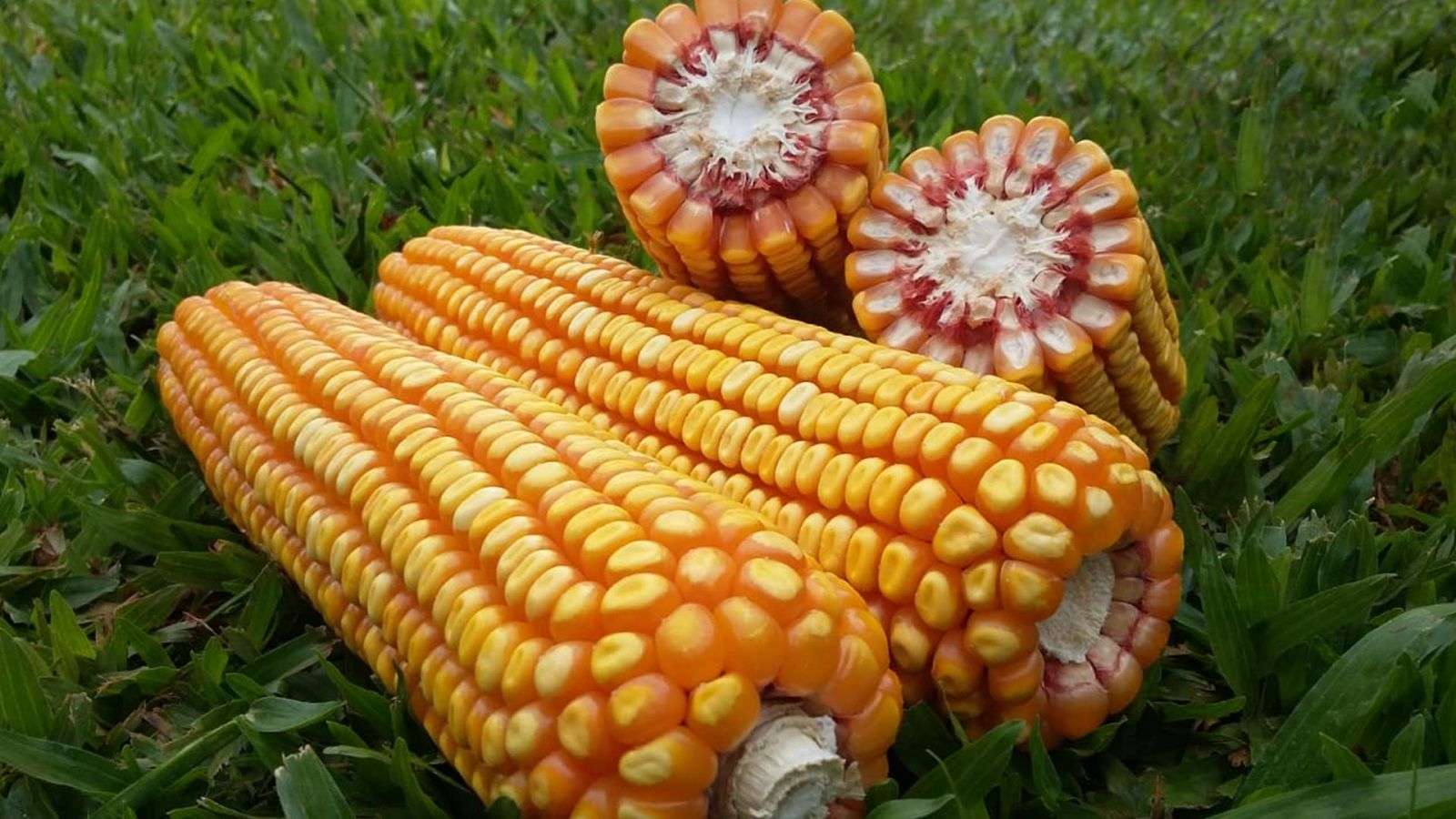 CONAB REALIZA LEILÕES DE VENDA DE MILHO VISANDO ATENDER DEMANDA DO MERCADO CONSUMIDOR - News Rondônia