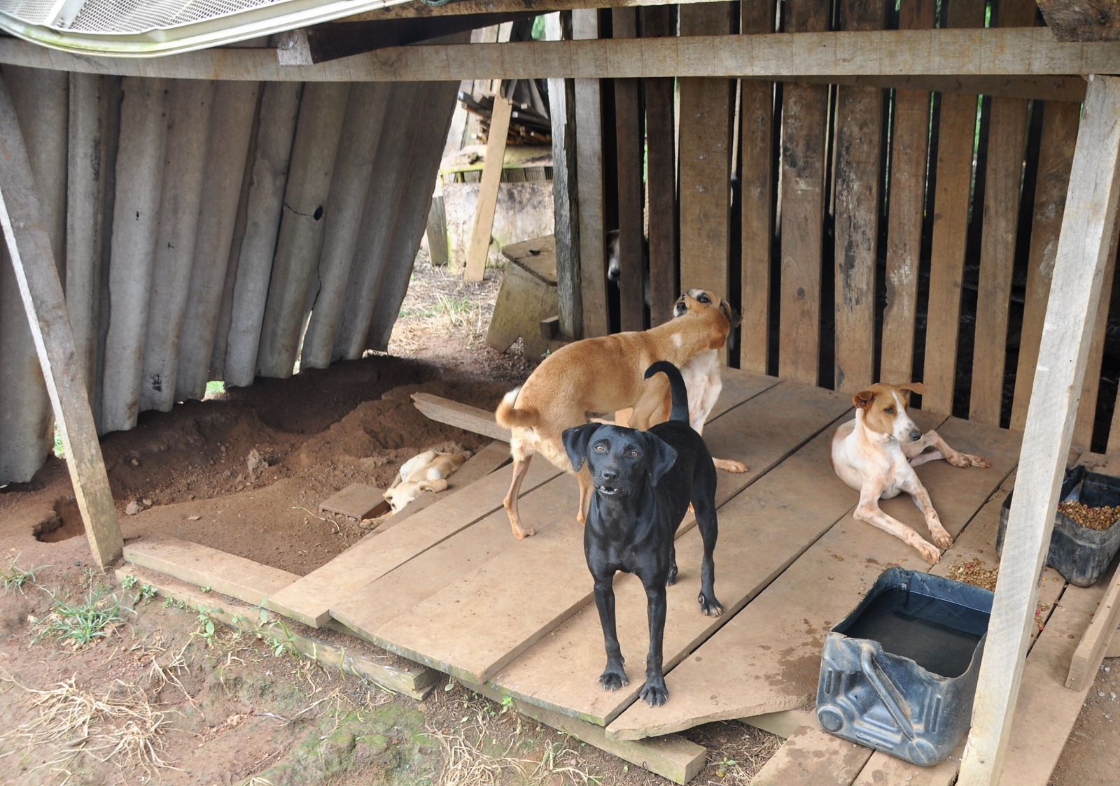 VEREADOR ALEKS PALITOT VISITA ABRIGO DE ANIMAIS - News Rondônia