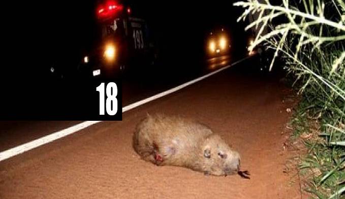 MOTOCICLISTA VAI A ÓBITO APÓS ATROPELAR CAPIVARA NA BR-364 - News Rondônia