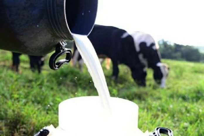 ESTUDO DA CONAB REVELA QUE BRASIL PRODUZ CERCA DE 7% DO LEITE MUNDIAL - News Rondônia
