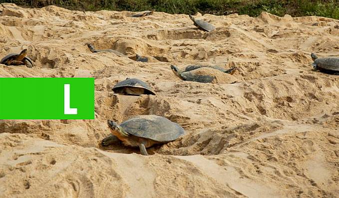 Eclosão de tartarugas no rio Guaporé ocorre em dezembro; fiscalização atua para combater ilícitos ambientais - News Rondônia