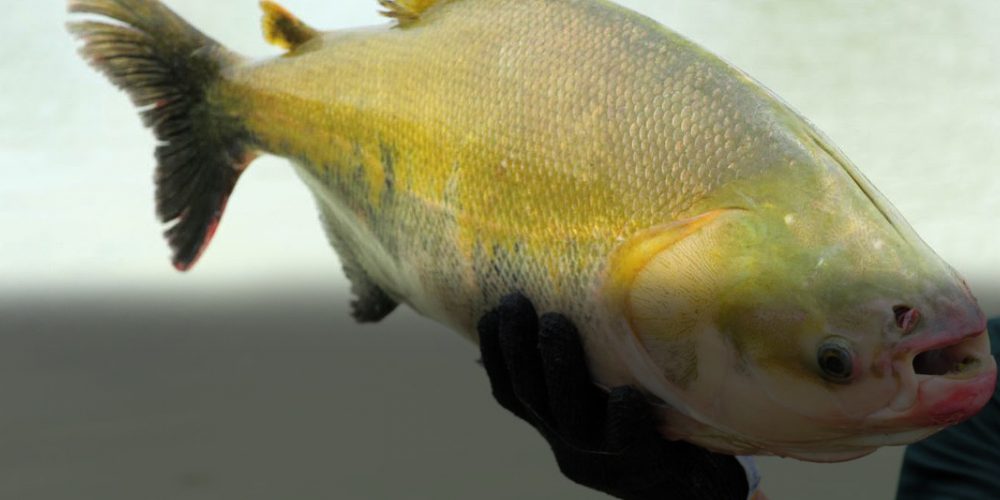 Ariquemes é o terceiro maior produtor de peixe do país - News Rondônia