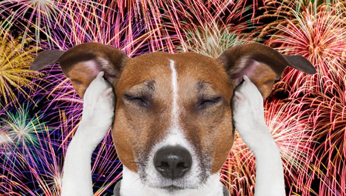 Fogos de artifício, o terror dos pets; em Porto Velho, tutores esperam do poder público PL que incentive o uso consciente de explosivos em respeito aos animais - News Rondônia