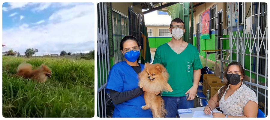 Fogos de artifício, o terror dos pets; em Porto Velho, tutores esperam do poder público PL que incentive o uso consciente de explosivos em respeito aos animais - News Rondônia