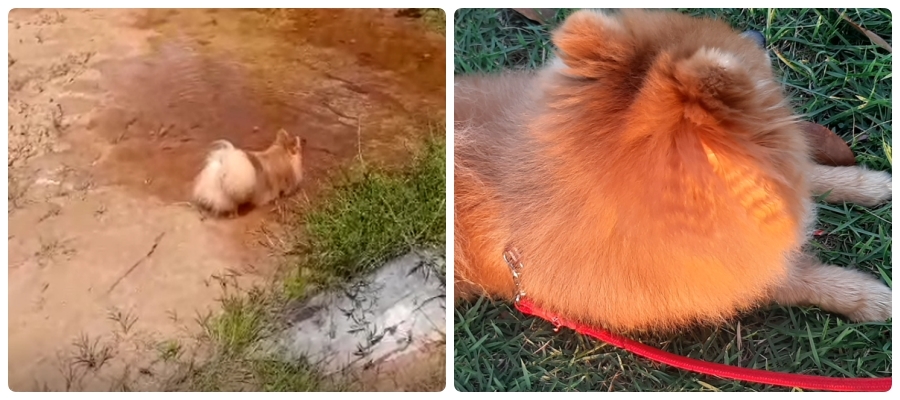 Fogos de artifício, o terror dos pets; em Porto Velho, tutores esperam do poder público PL que incentive o uso consciente de explosivos em respeito aos animais - News Rondônia