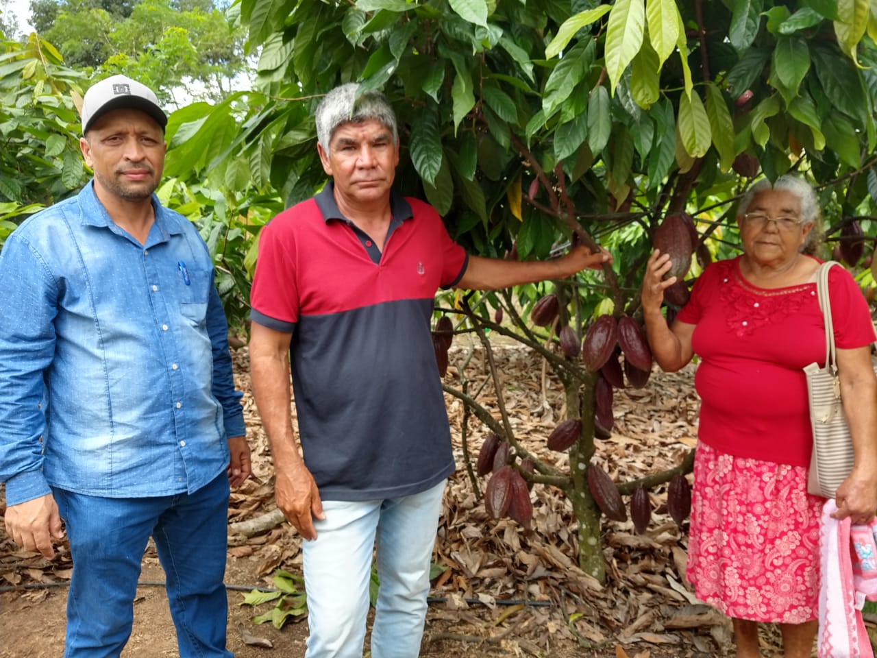 PRODUTORES ROLIMOURENSES PARTICIPAM DE DIA DE CAMPO SOBRE O CULTIVO DE CACAU CLONAL EM TARILÂNDIA - News Rondônia