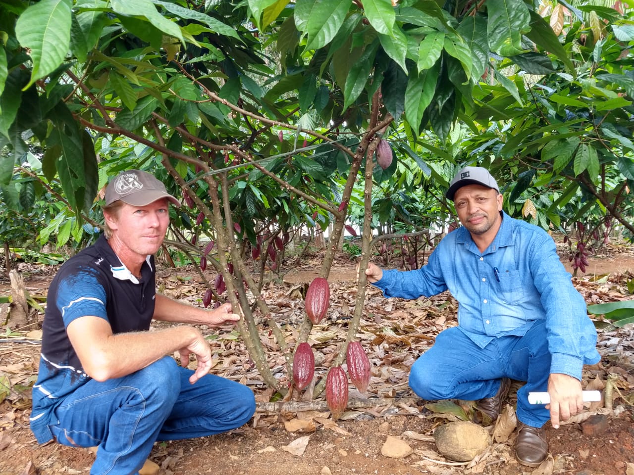 PRODUTORES ROLIMOURENSES PARTICIPAM DE DIA DE CAMPO SOBRE O CULTIVO DE CACAU CLONAL EM TARILÂNDIA - News Rondônia