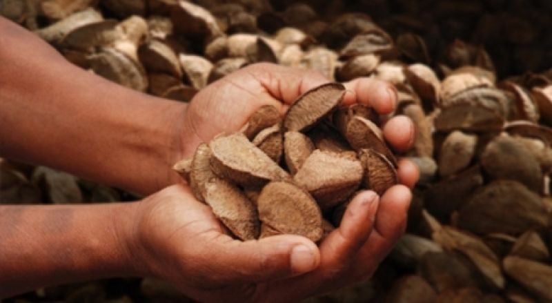 Conab atualiza regras de subvenção para produtos da sociobiodiversidade a partir deste ano - News Rondônia