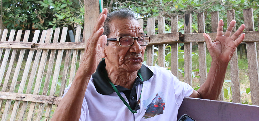 HISTÓRIAS DO TEIXEIRINHA  O SERINGUEIRO QUE PRODUZIU MAIS 30 MIL TONELADAS DE BORRACHA - News Rondônia