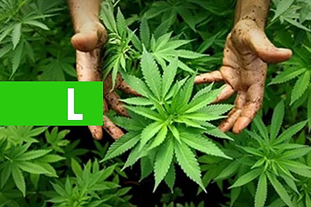 FAMÍLIA BRASILEIRA É AUTORIZADA A PLANTAR MACONHA PARA TRATAR EPILEPSIA - News Rondônia
