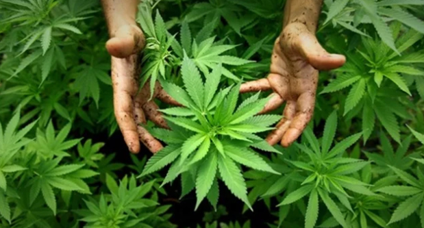 FAMÍLIA BRASILEIRA É AUTORIZADA A PLANTAR MACONHA PARA TRATAR EPILEPSIA - News Rondônia