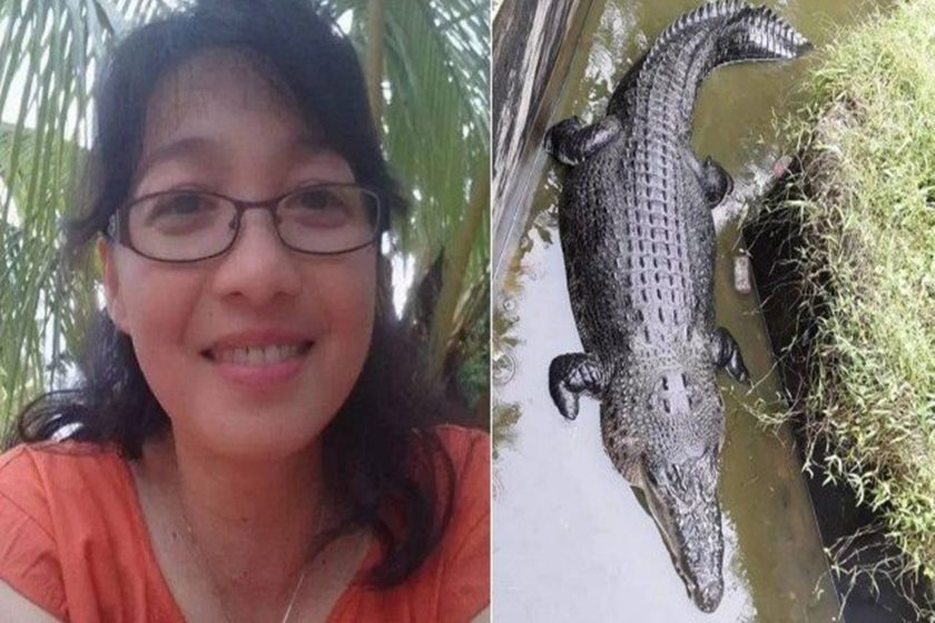CROCODILO DE CINCO METROS COME CIENTISTA QUE TENTAVA ALIMENTÁ-LO - News Rondônia