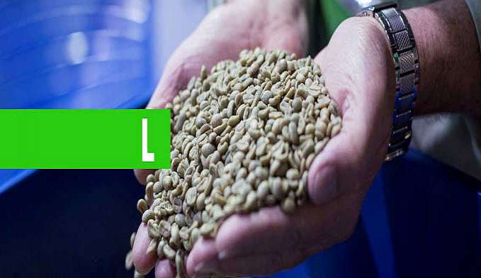 CONCURSO COFFEE OF THE YEAR 2019 BATE RECORDE DE INSCRIÇÕES - News Rondônia