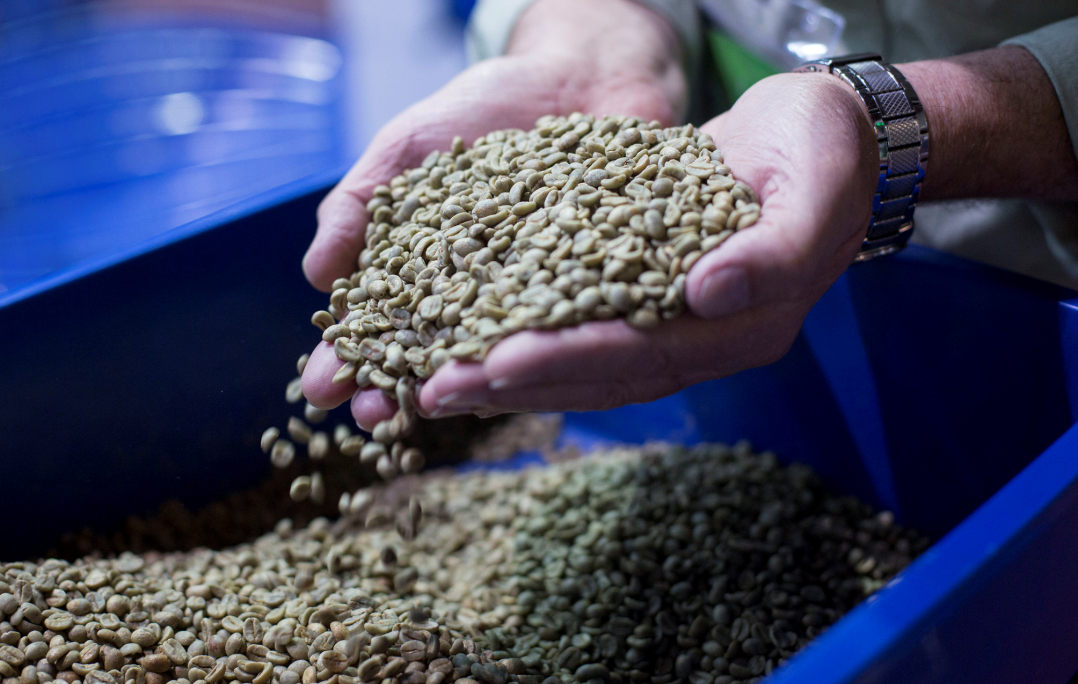 CONCURSO COFFEE OF THE YEAR 2019 BATE RECORDE DE INSCRIÇÕES - News Rondônia