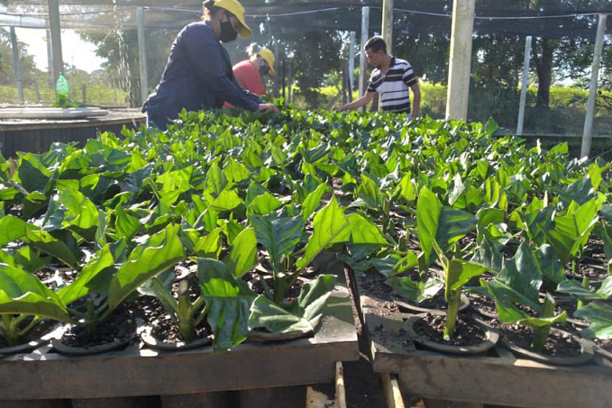 Por meio de parceria, Emater pretende implantar quatro milhões de mudas de café em Ouro Preto do Oeste - News Rondônia