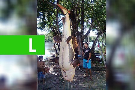 RIO MADEIRA: PESCADORES PEGAM PEIXE INCOMUM DE 1,50 METRO E 80 QUILOS - FOTO - News Rondônia