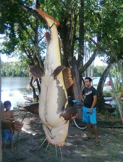 RIO MADEIRA: PESCADORES PEGAM PEIXE INCOMUM DE 1,50 METRO E 80 QUILOS - FOTO - News Rondônia
