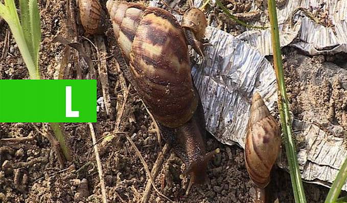 Rondônia se mantém com taxa zero de desenvolvimento da Esquistossomose em todo o Estado - News Rondônia