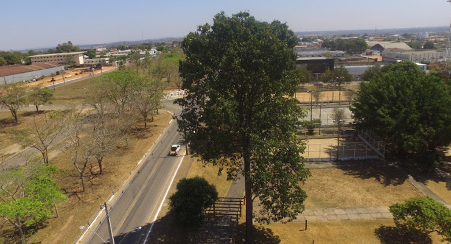 Ariquemes abre consulta para saber o destino de uma Castanheira que cresceu em Praça pública - News Rondônia