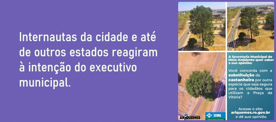 Ariquemes abre consulta para saber o destino de uma Castanheira que cresceu em Praça pública - News Rondônia