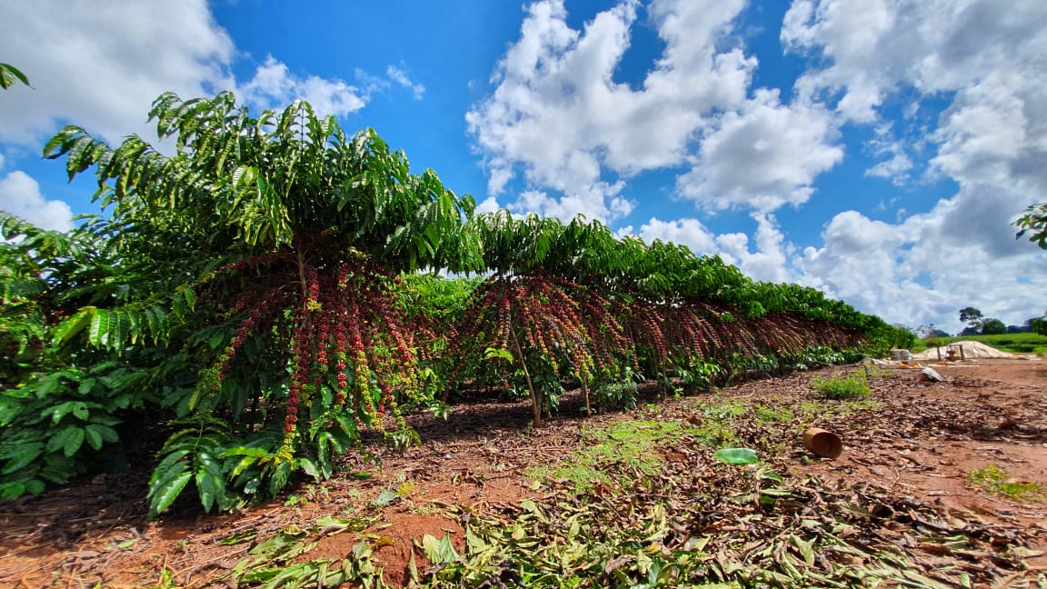 ROBUSTAS AMAZÔNICOS DE RONDÔNIA NO RUMO CERTO PARA A QUALIDADE - News Rondônia