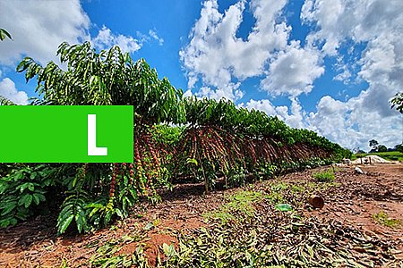 ROBUSTAS AMAZÔNICOS DE RONDÔNIA NO RUMO CERTO PARA A QUALIDADE - News Rondônia