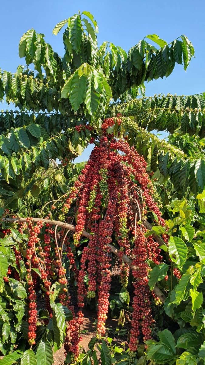 ROBUSTAS AMAZÔNICOS DE RONDÔNIA NO RUMO CERTO PARA A QUALIDADE - News Rondônia