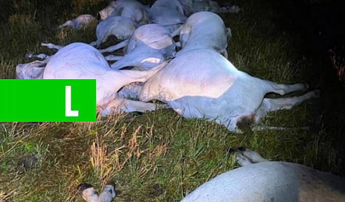Bovinos morrem eletrocutados por fio de energia na BR-364. Veja o vídeo - News Rondônia