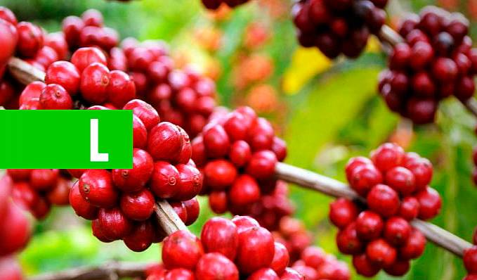 Conab confirma números recordes de produção do café brasileiro na safra 2020 - News Rondônia