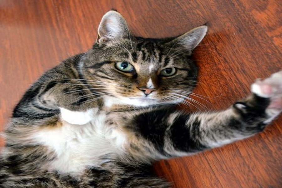 Tutores reencontram gato desaparecido há dez anos - News Rondônia