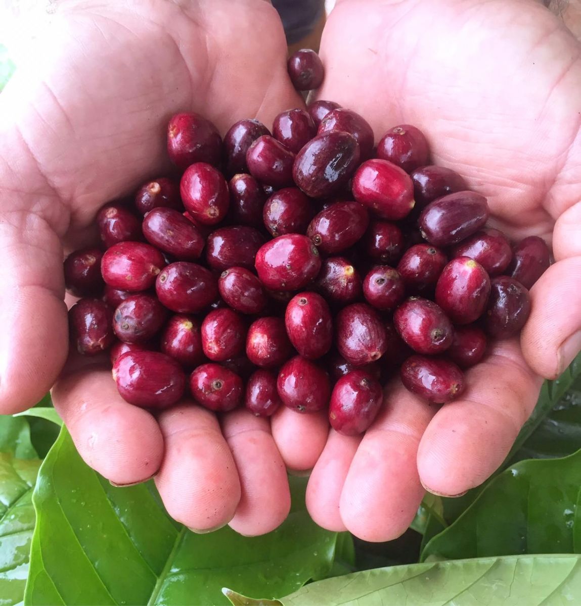 CHEGA A HORA DE CONHECER OS MELHORES CAFÉS DE RONDÔNIA; REVELAÇÃO DOS VENCEDORES SERÁ NESTA QUINTA-FEIRA - News Rondônia