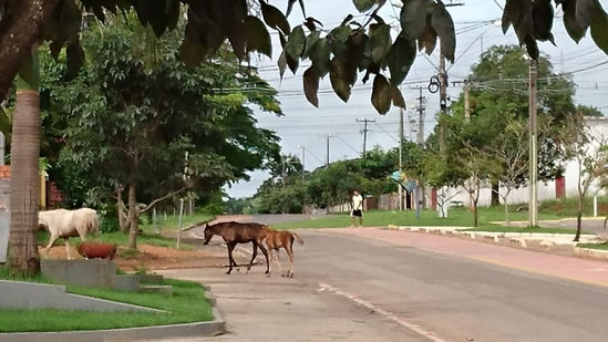 ANIMAIS SÃO FLAGRADOS SOLTOS EM VIAS PÚBLICAS DE OURO PRETO DO OESTE - News Rondônia