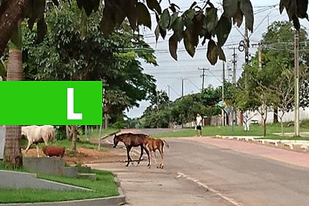 ANIMAIS SÃO FLAGRADOS SOLTOS EM VIAS PÚBLICAS DE OURO PRETO DO OESTE - News Rondônia